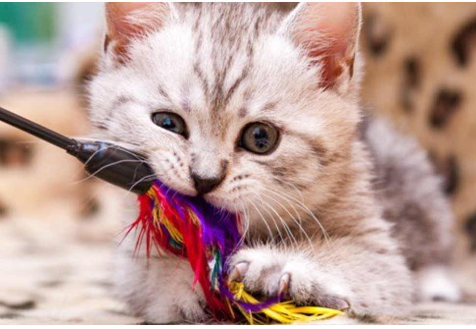 Van het nabootsen van jachtgedrag tot het voorkomen van obesitas en gedragsproblemen, spelen biedt tal van voordelen voor zowel katten als hun eigenaren.