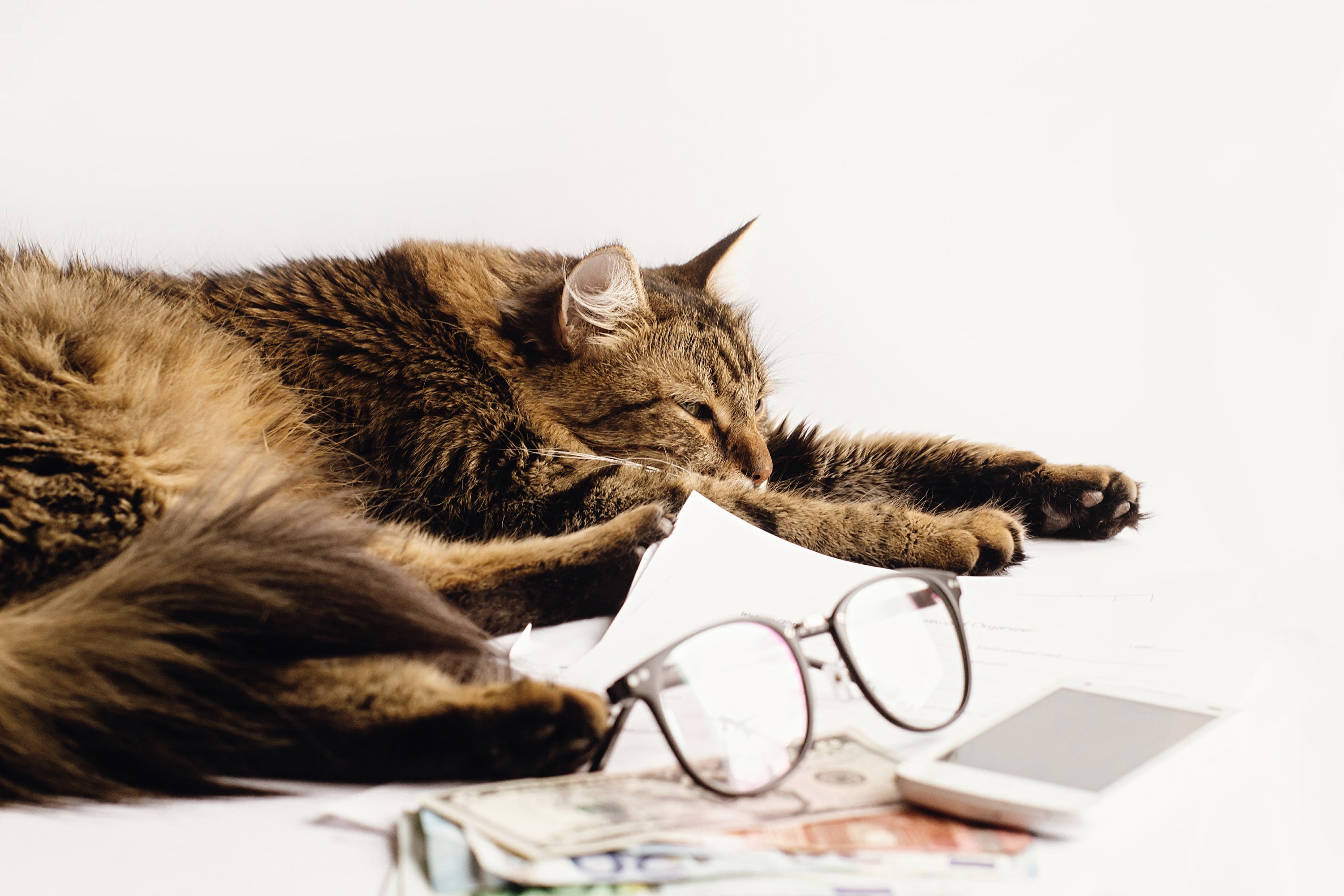 Het aanbod van interactieve puzzels, verrijkings-speeltjes en denkspellen voor katten zal ervoor zorgen dat je kat altijd alert blijft en zich nooit verveelt.