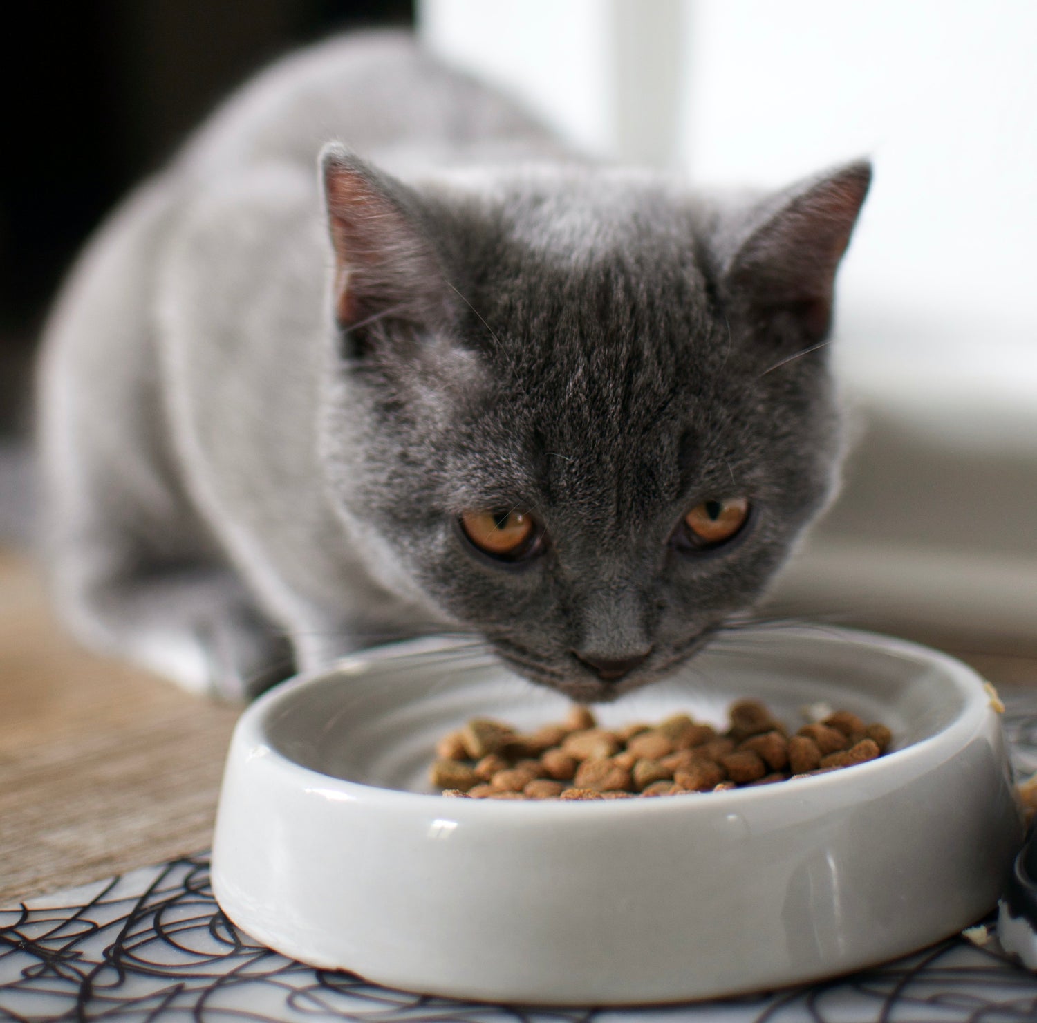 Ontdek hoe je de juiste voeding voor je kat kunt vinden met deze praktische tips. Controleer zorgvuldig de ingrediëntenlijst en zorg ervoor dat het voer rood vlees of gevogelte als eerste ingrediënt heeft.