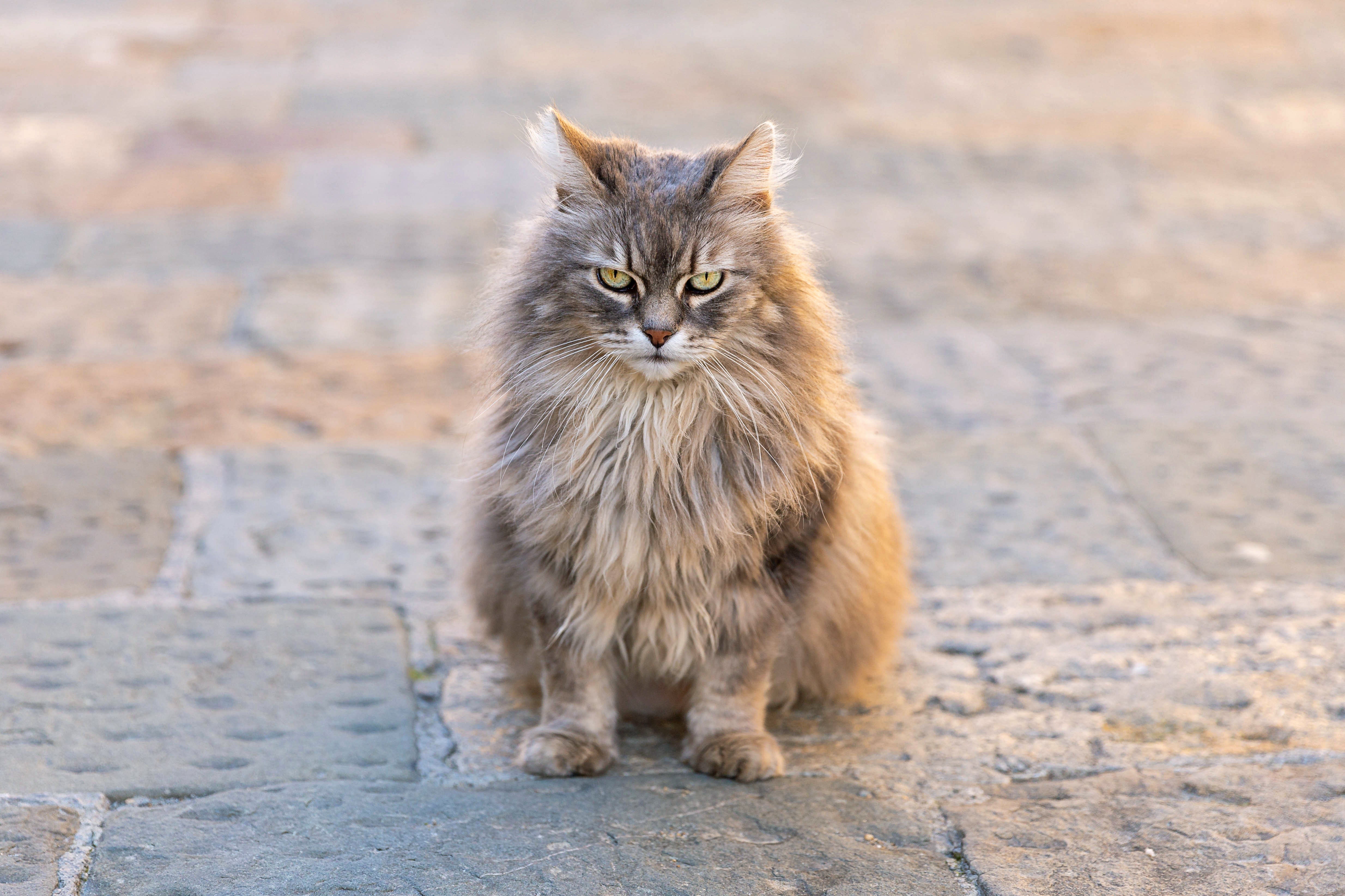 In dit artikel leer je hoe kattenspeeltjes kunnen bijdragen aan het verminderen van agressie bij katten en waarom het zo belangrijk is om de juiste soorten speeltjes te gebruiken.