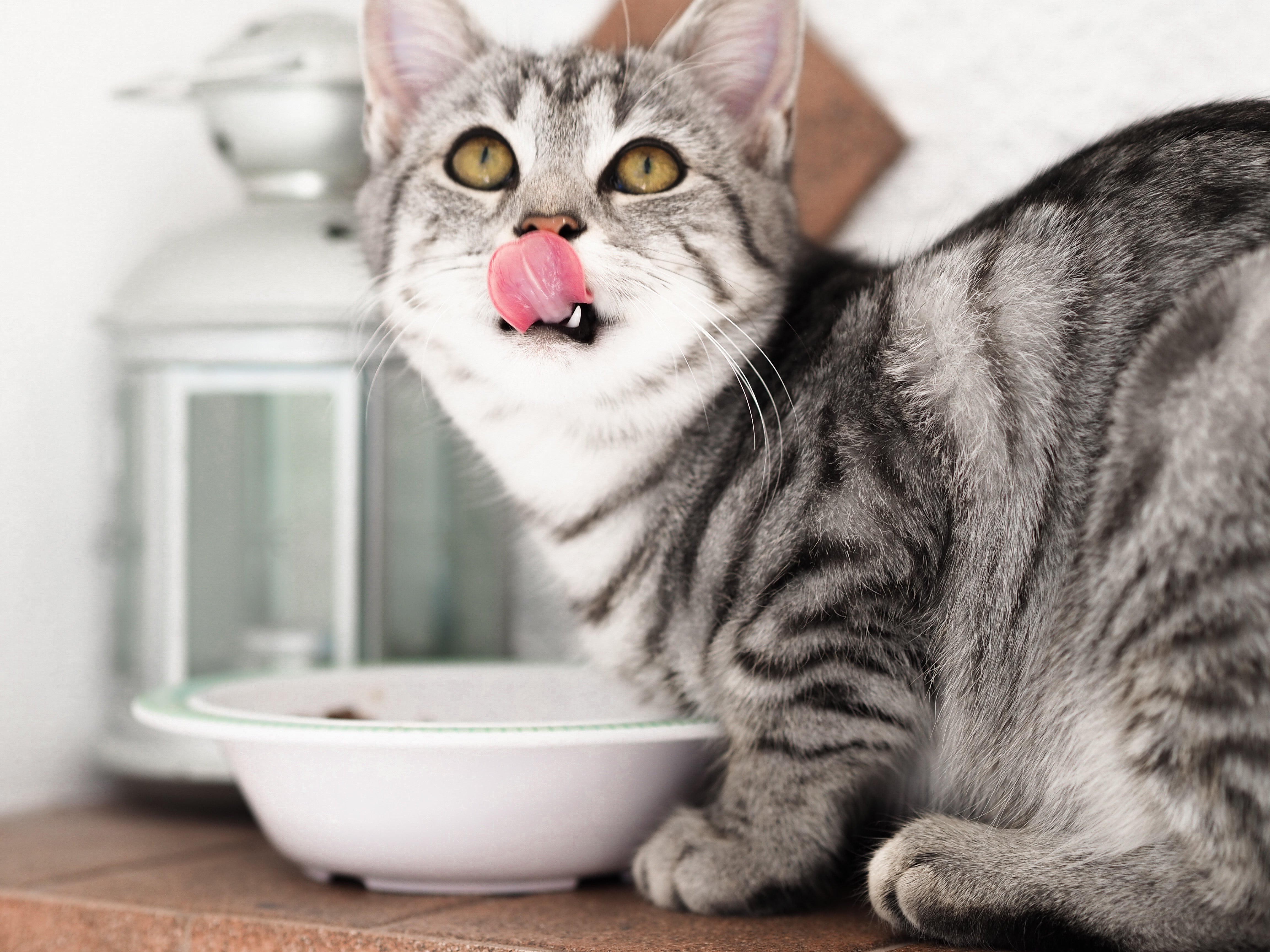 Leer hoe je jouw kat goed kunt hydrateren. Als kattenliefhebber weet je hoe belangrijk het is om je kat goed te verzorgen.