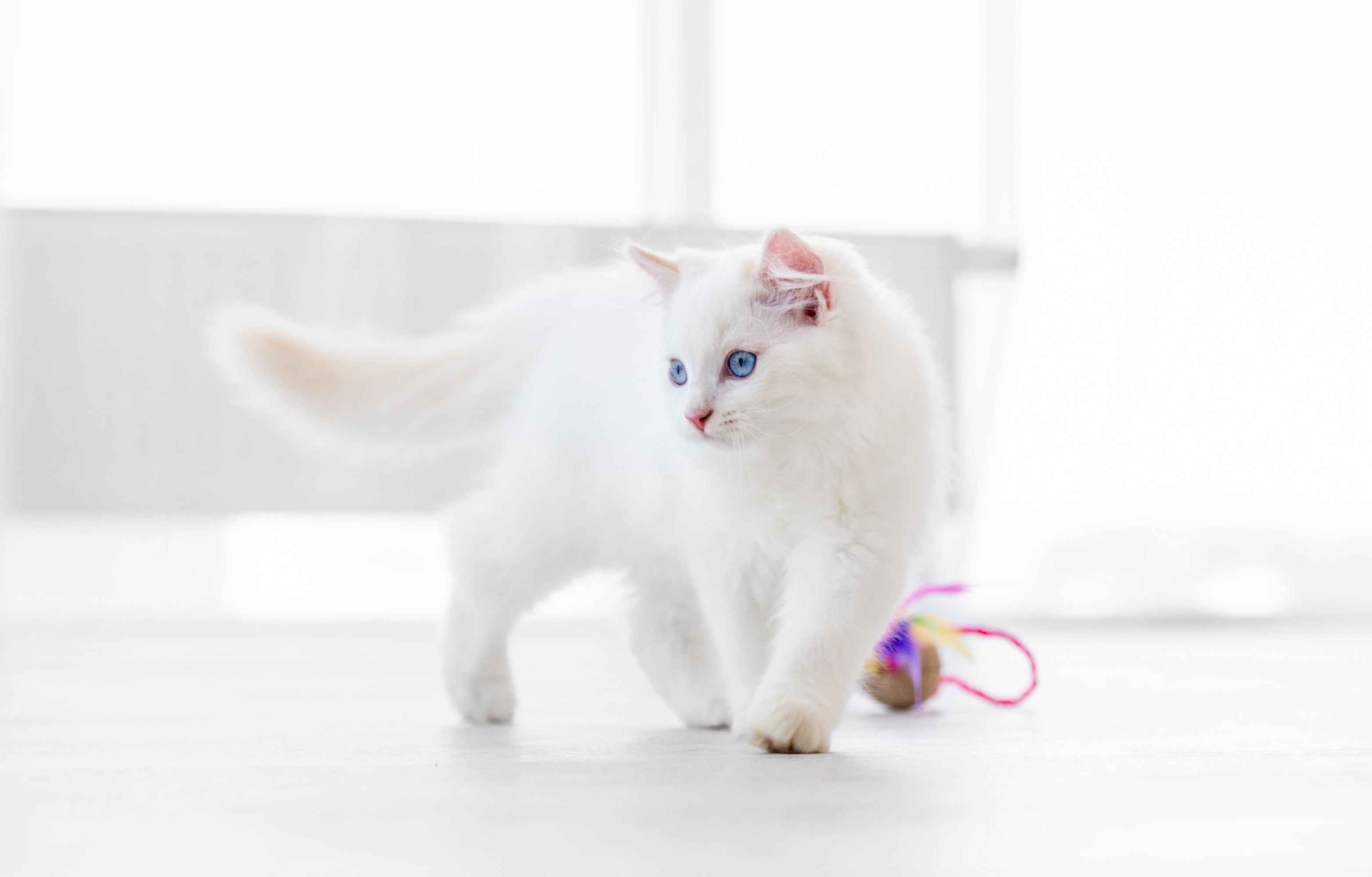 Door het geven van speelgoed stimuleer je de jachtinstincten van je kat en houd je hem actief. Katten vinden het heerlijk om zich terug te trekken in kleine en veilige plekjes