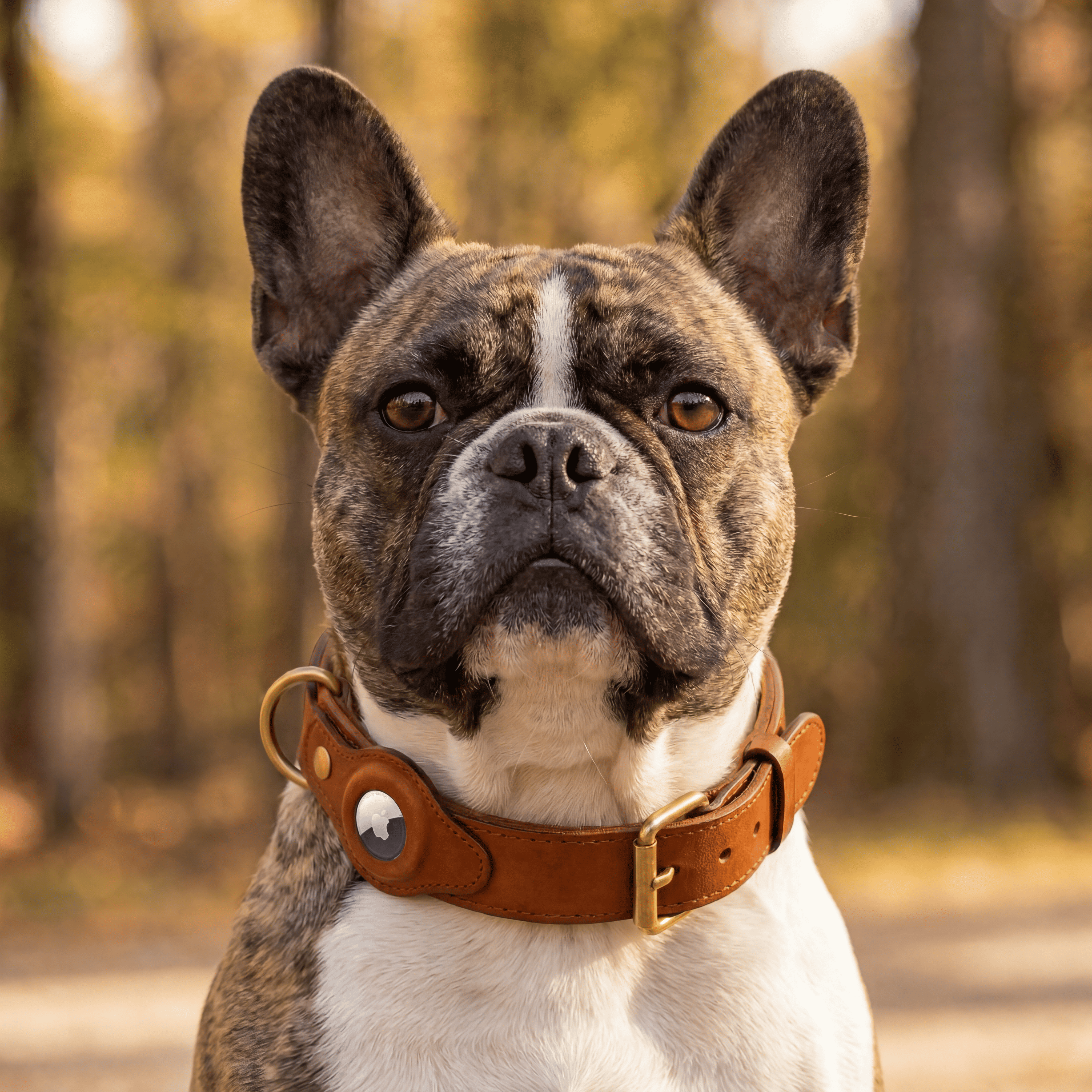 Luxe leren hondenhalsband met AirTag (tracker voor honden)
