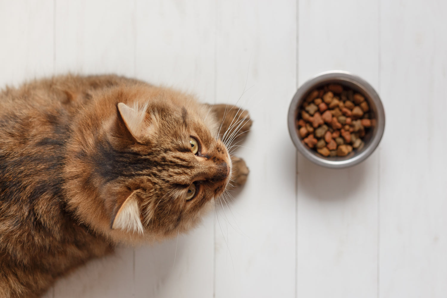 Heeft jouw kat moeite met eten of is hij erg kieskeurig? Ontdek hoe kattenspeeltjes kunnen helpen om de eetlust van je kat te bevorderen.