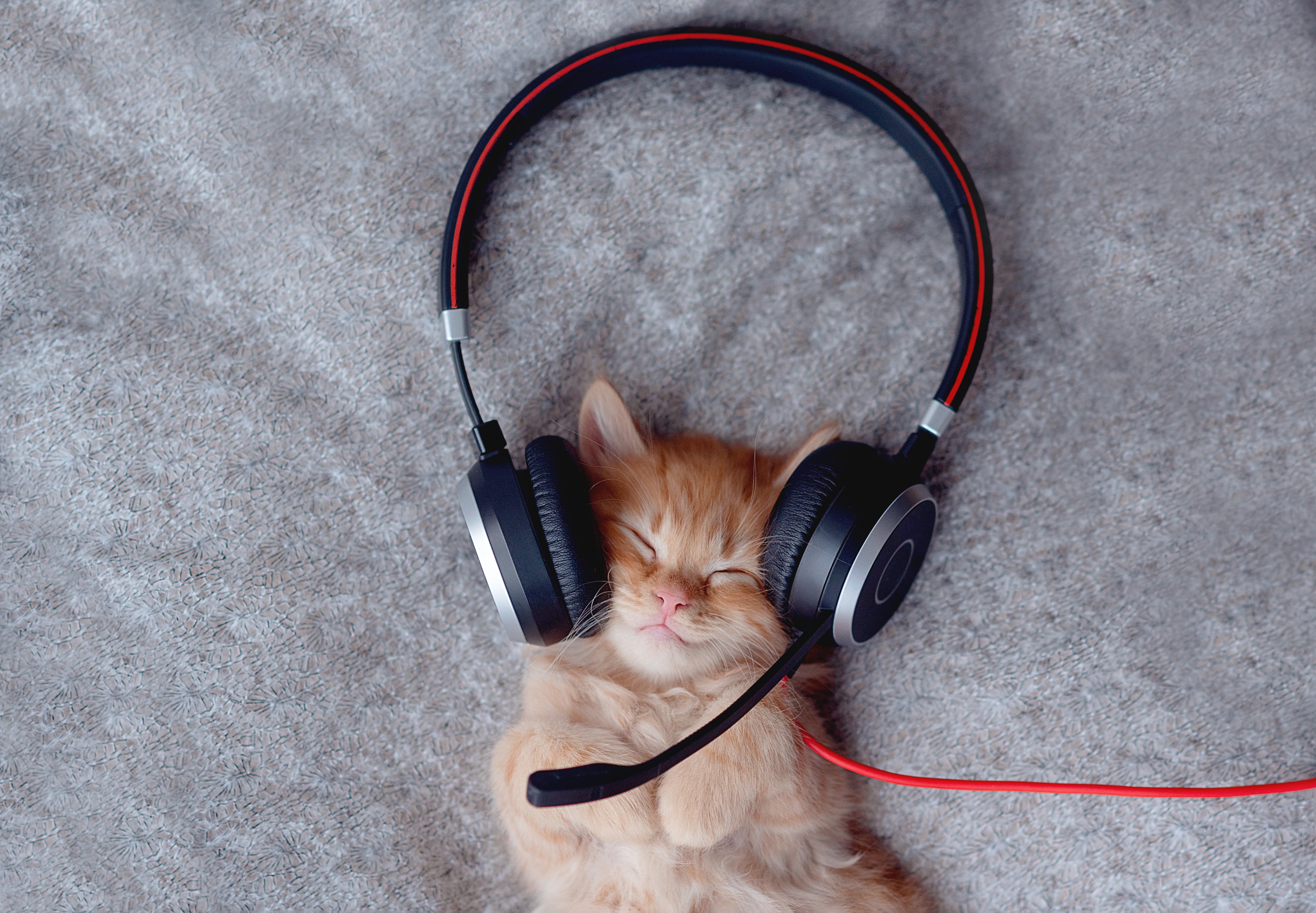 Kattenspeeltjes met belletjes zijn populair omdat het onvoorspelbare geluid de nieuwsgierigheid van katten opwekt en het hen een gevoel van overwinning geeft als ze het speeltje vangen. 