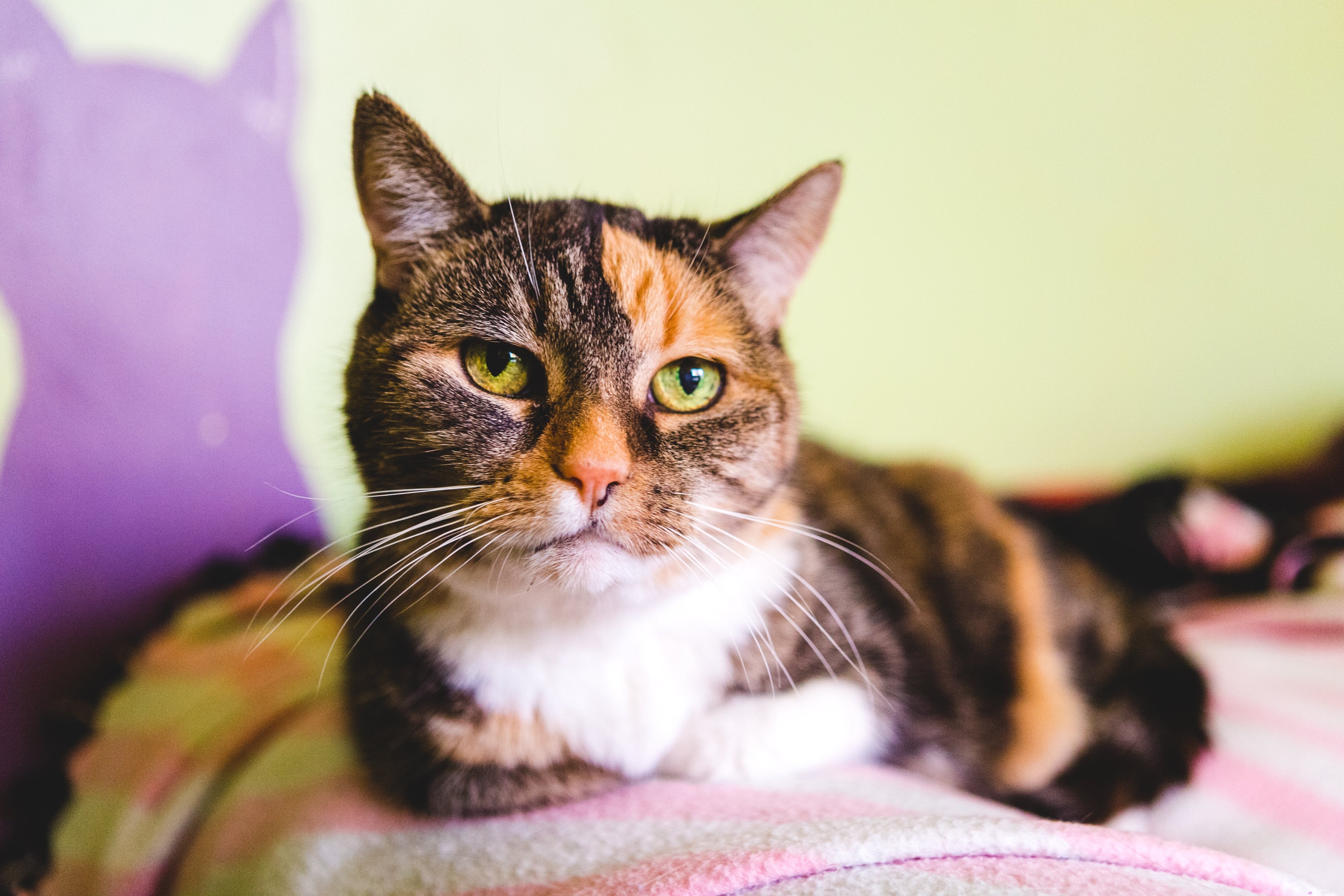 Ontdek welke speeltjes geschikt zijn voor oudere katten en hoe je ze het beste kunt vermaken. Geef je oudere kat voldoende aandacht, afwisseling in speeltjes en spelletjes en een dosis liefde.