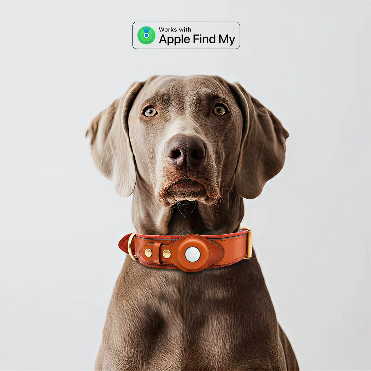 Leather dog collar with AirTag holder